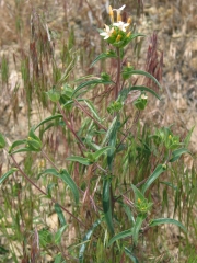 grand collomia (Collomia grandiflora)